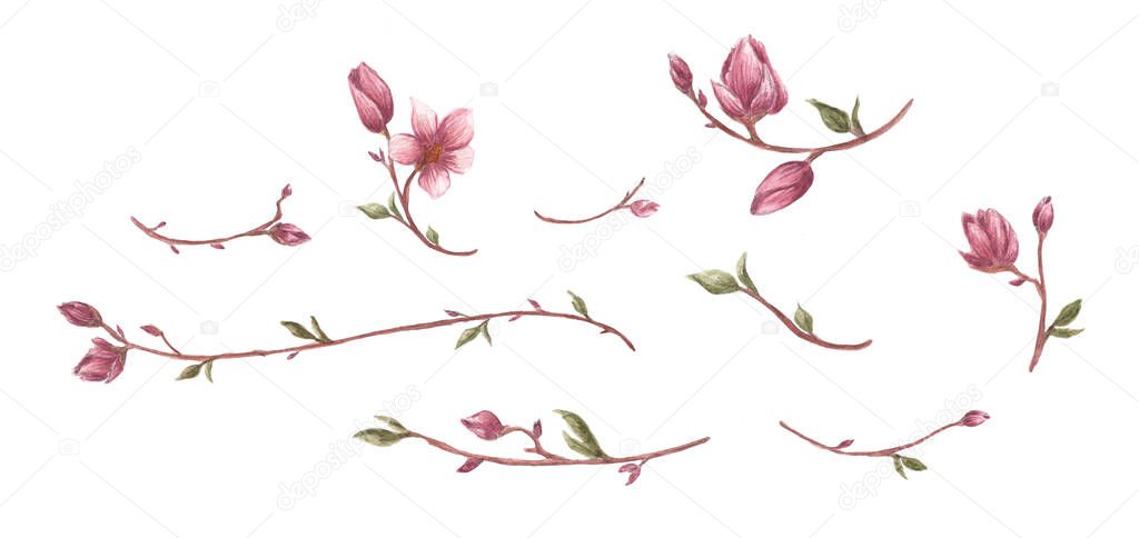 Magnolia flower and branches set, isolated on white background. Line borders, laurels and text divider. Watercolor illustration.