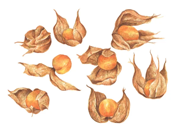 Physalis frutta bacca set. Illustrazione ad acquerello . — Foto Stock