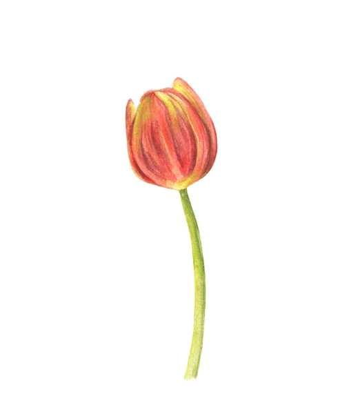 Single Orange Tulip Isolated White Background Watercolor Illustration — 스톡 사진