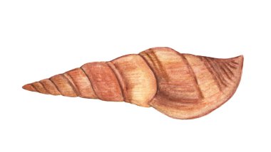 Sea shell isolated on white background, Watercolor illustration.