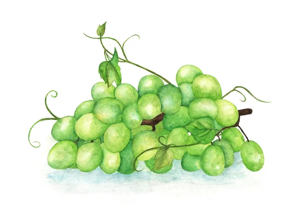 Raisins Verts Sur Une Branche Aquarelle Sur Fond Blanc — Photo