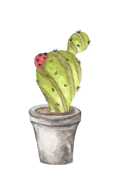 Handgezeichnetes Aquarell Von Marienkäfer Mit Kaktus Topf Isoliert Auf Weißem — Stockfoto