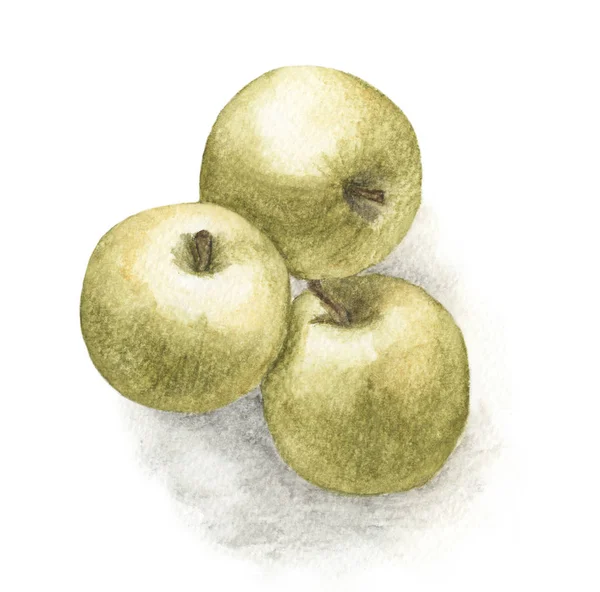Hand Drawn Watercolor Painting Green Apples White Background — Stock Photo, Image