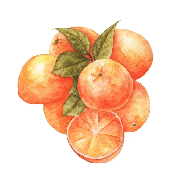 Group Oranges Leaves Isolated White Background Hand Drawn Watercolor Fruits — 스톡 사진