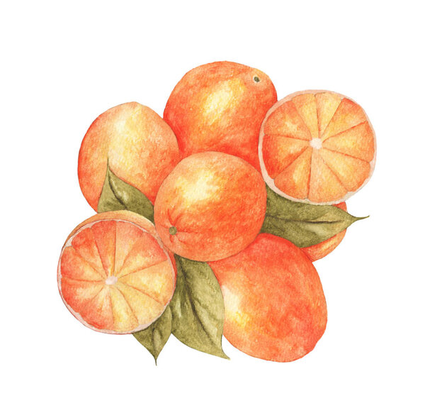 Group of oranges with leaves isolated on the white background. Hand drawn watercolor fruits illustrations
