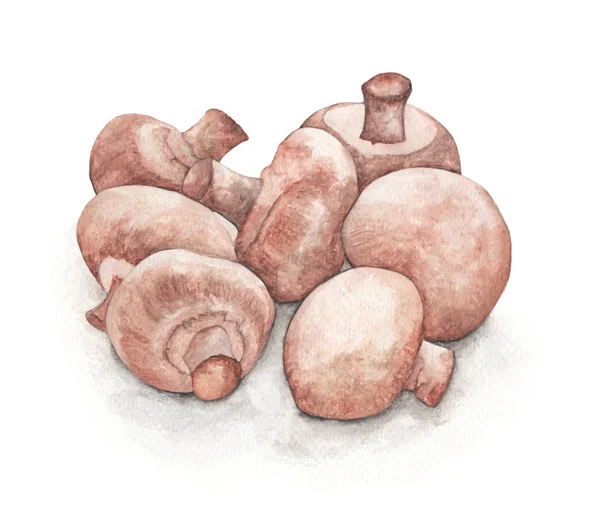 Cogumelos Champignon Pintura Aquarela Desenhada Mão Isolada Fundo Branco — Fotografia de Stock