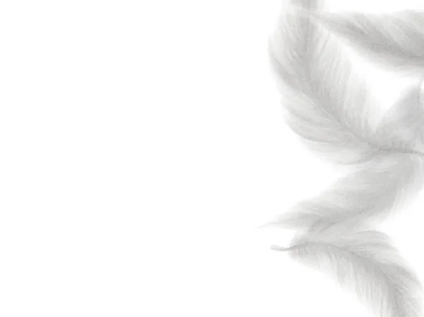 白い背景上の水彩画の羽 — ストック写真