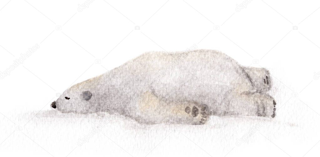 Lazy polar bear sleeping on a white background, watercolor illustration. Hand Painted Animal, Lazy time.