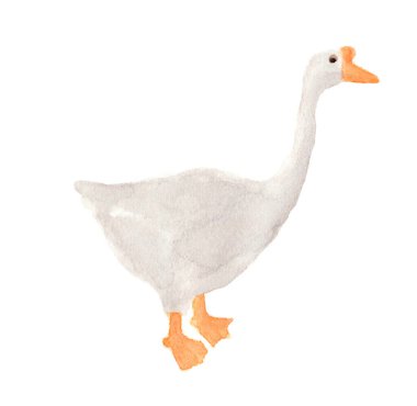 Suluboya beyaz ördek, çiftlik kuşu, elle çizilmiş illüstrasyon.