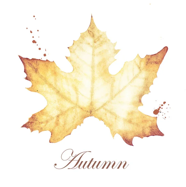 Watercolor Painting Autumn Maple Leaves Drawing — Stock Photo, Image