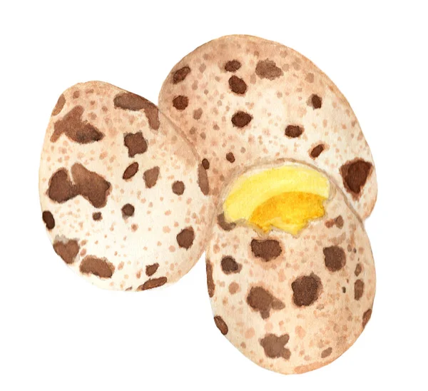 Bir Grup Bıldırcın Yumurtası Parça Beyaz Arka Planda Çiğ Kırık — Stok fotoğraf