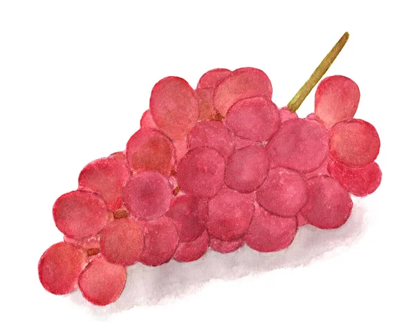 Raisins Rouges Isolés Sur Fond Blanc Illustration Aquarelle Raisins Fruitiers — Photo