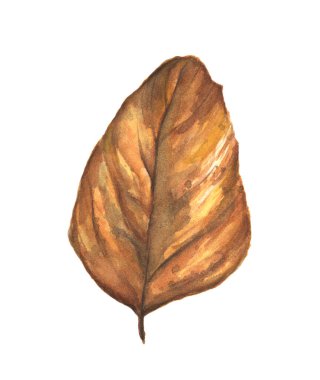 Güzel parlak sonbahar yaprağı. Beyaz arka planda izole edilmiş. Suluboya sonbahar yaprağı.