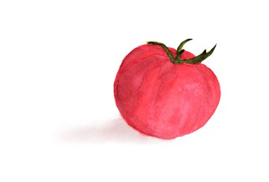 Beyaz arkaplanda domatesin suluboya resmi.