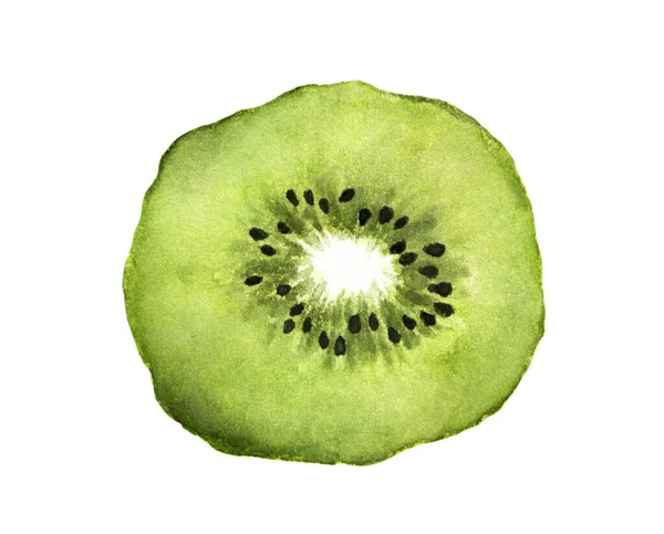 Tranche Kiwi Frais Aquarelle Dessinée Main Sur Fond Blanc — Photo