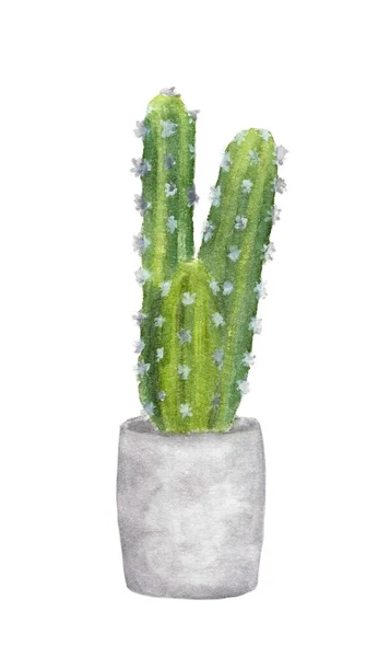 Pintura Acuarela Cactus Maceta Elementos Acuarela Pintados Mano Para Diseño — Foto de Stock