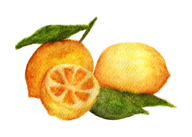 Beyaz arka planda yeşil yapraklı taze turunçgil limonu elle çizilmiş suluboya resim. Meyve limonu çizimi.
