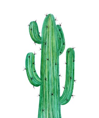 Beyaz arka planda izole edilmiş kaktüsün el boyası suluboya resmi