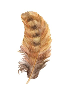 El çizimi suluboya resimler canlı tüy. Boho tarzı kanatlar. Beyazda izole edilmiş bir resim. Tişört, davetiye, düğün kartı için kuş sineği tasarımı. Kırsal Parlak Renkler.