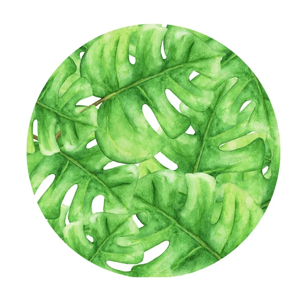 Tropisch Grüne Monsterblätter Tropische Pflanze Kreis Isoliert Auf Weißem Hintergrund — Stockfoto