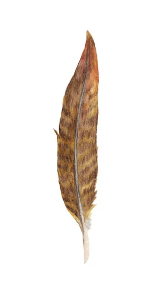 Ζωγραφισμένα Στο Χέρι Ακουαρέλες Ζωντανά Φτερά Φτερά Τύπου Boho Απεικόνιση — Φωτογραφία Αρχείου