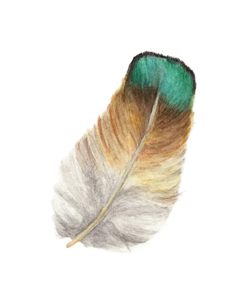 手绘水彩画生机勃勃的羽毛 Boho风格的翅膀 白色上孤立的图解 T恤衫 邀请函 结婚证的雀鸟图案 — 图库照片