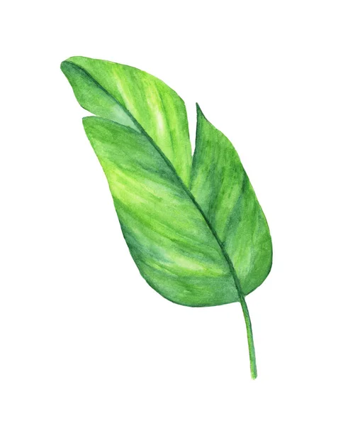 Akwarela Ilustracja Zielony Liść Izolowany Białym Tle — Zdjęcie stockowe
