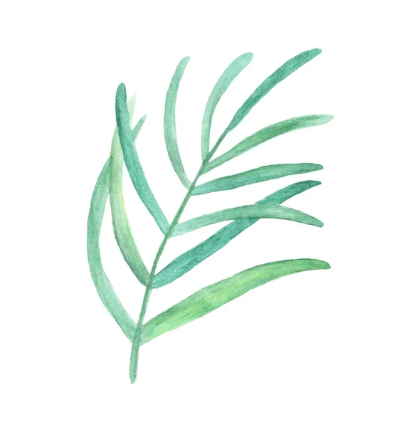 Aquarell Blätter Zweig Isoliert Auf Weißem Hintergrund — Stockfoto