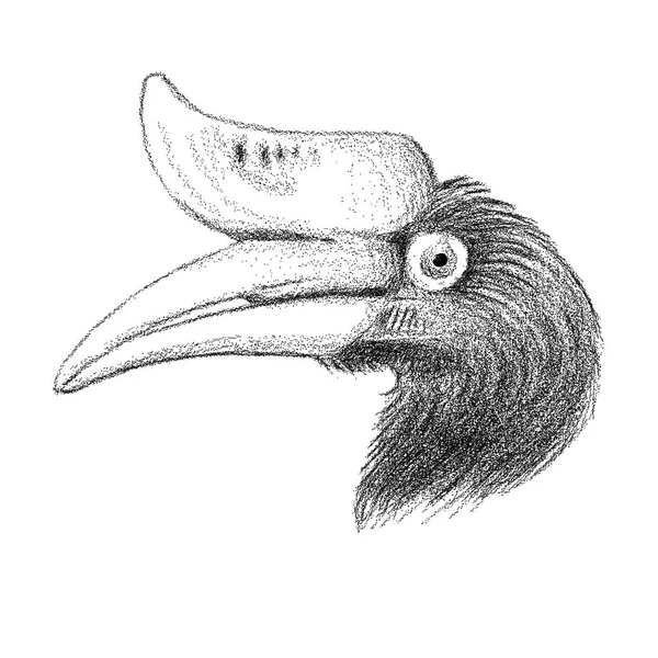 Rhinocéros Cornbill Dessin Main Noir — Image vectorielle