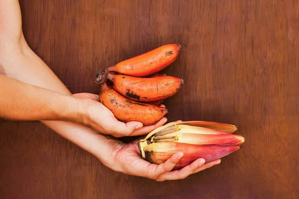 Nagyon friss piros banán csokor kezében — Stock Fotó