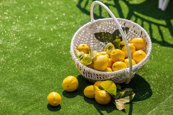 Világos citrom-kosár összetétele — Stock Fotó