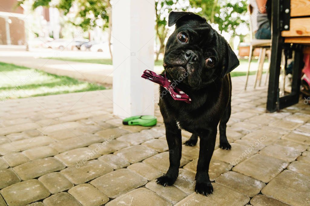 A funny, emotional pug with a red bow tie looking at the camera at the wedding ceremony during summer. Copy space