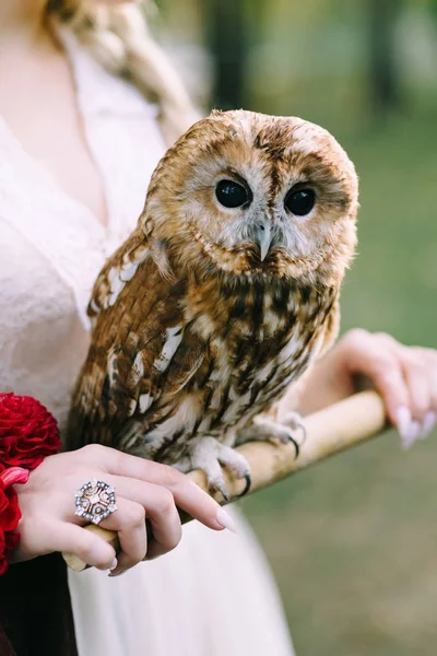 El búho se sienta en la mano de las chicas. La novia con el búho. Obra de arte —  Fotos de Stock