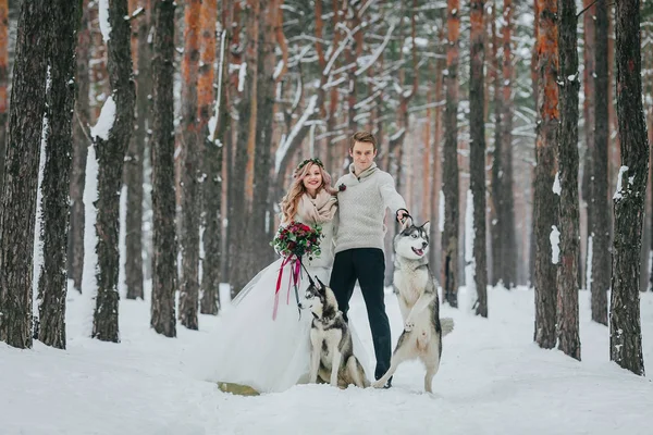 Gut gelaunte Brautpaare mit zwei sibirischen Huskys posieren vor dem Hintergrund des verschneiten Waldes. Kunstwerk — Stockfoto