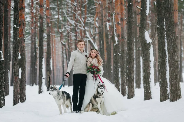 Beautiful bride and groom with two siberian husky are posed on background of snowy forest. Artwork Stock Picture