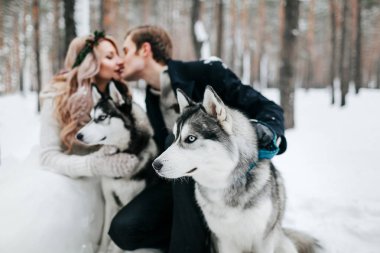 Bulanık gelin ve damat Sibirya Husky 'sinin arka planında öpüşüyorlar. Kış düğünü. Sanat eserleri