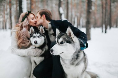 Bulanık gelin ve damat Sibirya Husky 'sinin arka planında öpüşüyorlar. Kış düğünü. Sanat eserleri