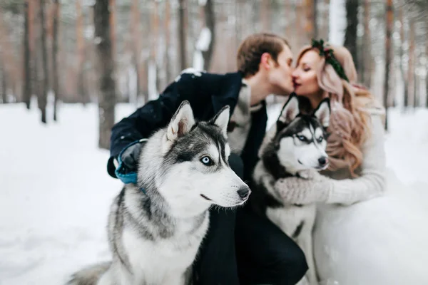 Blurred newlyweds are kissing on background of syberian husky. Winter wedding. Artwork — Stock Photo, Image