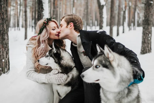 Cheerful newlyweds are kissing on background of husky. Winter wedding. Artwork — Stock Photo, Image