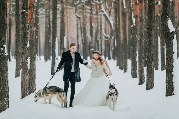 Panna młoda i pan młody spacerują po śnieżnym szlaku z dwoma syberyjskimi husky. Zimowy ślub. Prace artystyczne — Zdjęcie stockowe