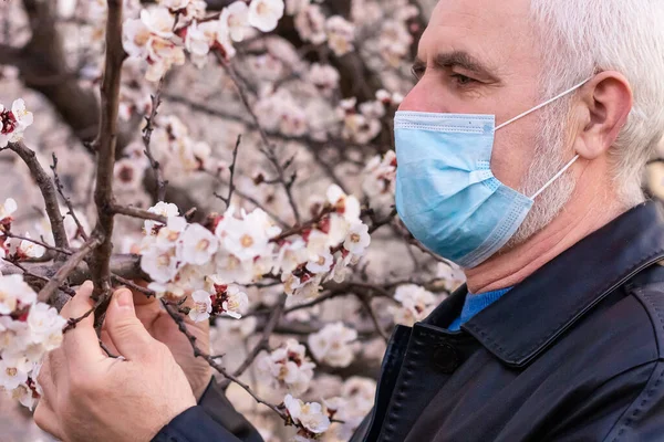 Senior Man Face Mask Take Flowering Apricot Blossom Branch Breathing — Stock Photo, Image