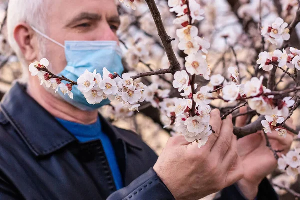 Fokusera Blommor Senior Man Ansiktsmask Står Blommande Aprikoblomsterträdgård Andas Vårblommor Stockbild