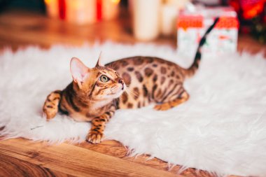Benekli bengalcat yavru kedi kahverengi