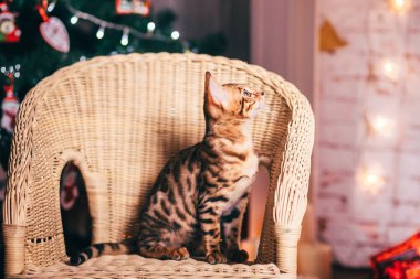 Benekli bengalcat yavru kedi kahverengi