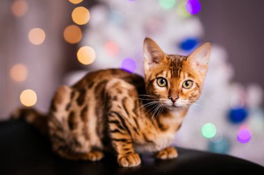 Benekli bengalcat yavru kedi kahverengi