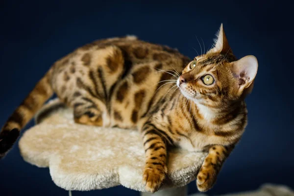 Bengalcat cica barna foltos — Stock Fotó