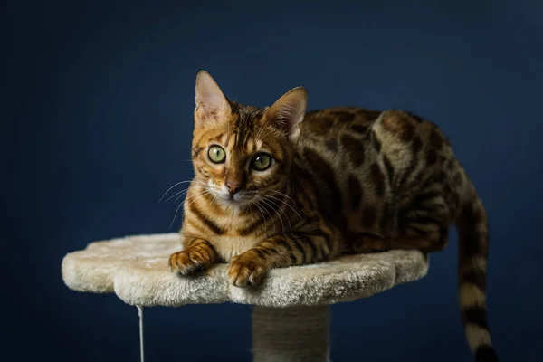 Benekli bengalcat yavru kedi kahverengi