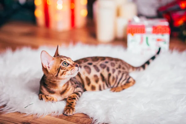 Bengalcat gatito marrón manchado — Foto de Stock