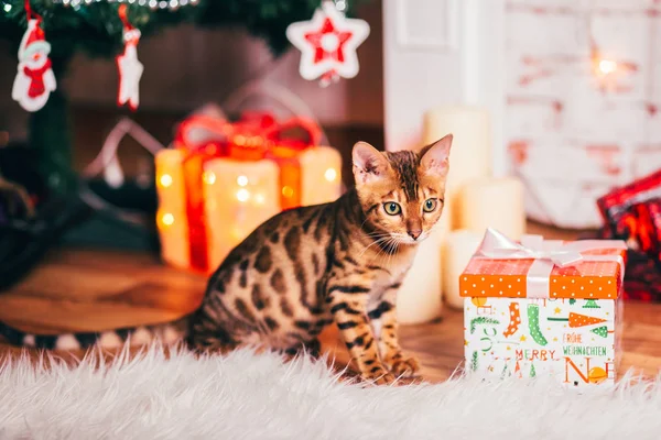 Bengalcat gatito marrón manchado — Foto de Stock