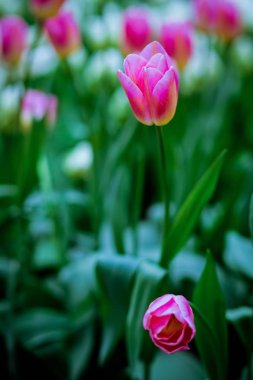 Düğün dekor çiçek gelin